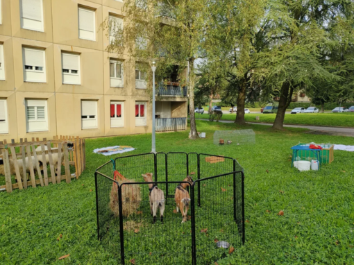 Enclos en métal contenant des chèvres dans un espace vert près d'un bâtiment résidentiel.