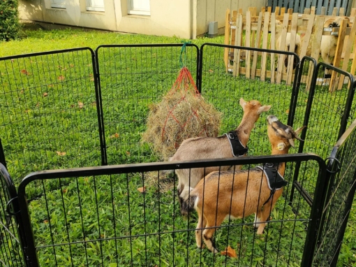 Deux chèvres se nourrissant de foin dans un enclos en métal noir.