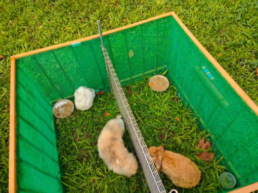 Deux lapins dans un enclos vert avec des bols de nourriture sur l'herbe.