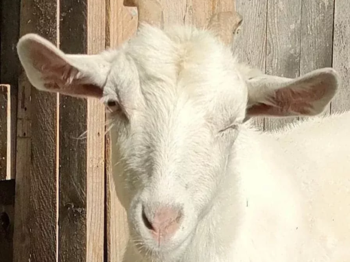Chèvre blanche avec des cornes, regardant directement l'objectif, sur fond de bois.