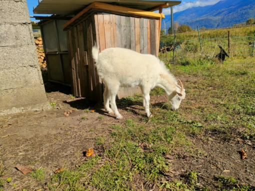 Chèvre blanche en train de paître près d'un abri en bois dans un environnement rural.