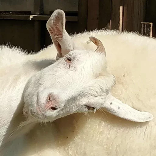 Chèvre blanche avec des poils doux, posant avec une autre chèvre en arrière-plan.