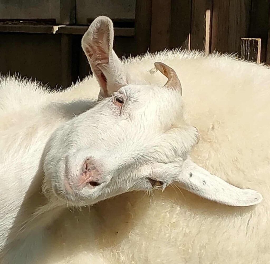 Chèvre blanche avec des poils doux, posant avec une autre chèvre en arrière-plan.