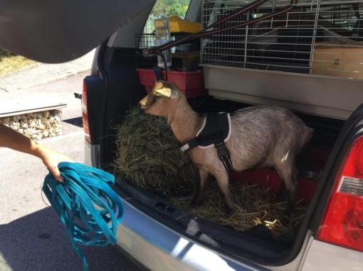 Chèvre avec un harnais à l'intérieur d'un véhicule utilitaire, entourée de foin.