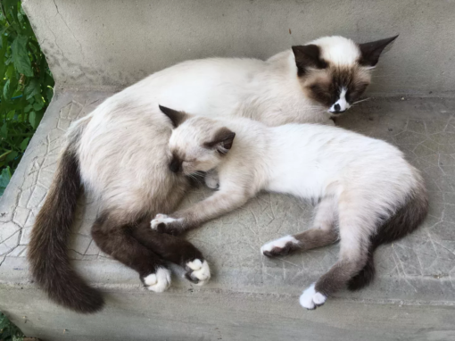Deux chats siamois, un adulte et un jeune, endormis ensemble sur un banc en béton.