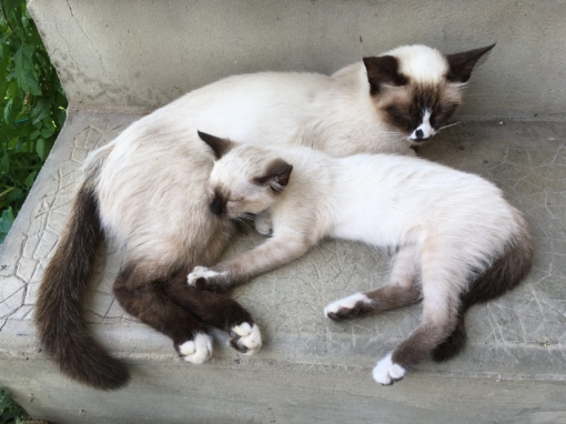 Deux chats siamois, un adulte et un jeune, endormis ensemble sur un banc en béton.