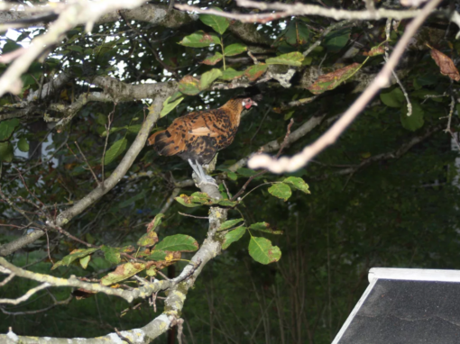 Poule brune avec des plumes tachetées perchée sur une branche d'arbre au milieu des feuilles.