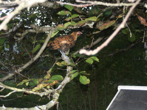 Poule brune avec des plumes tachetées perchée sur une branche d'arbre au milieu des feuilles.