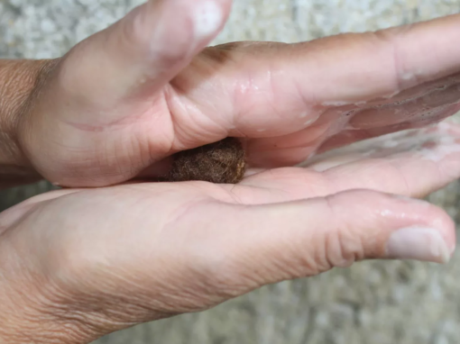 Deux mains ouvertes tenant une petite boule marron, avec des doigts légèrement humides.