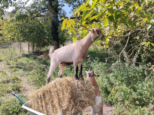 Une chèvre debout sur une brouette remplie de foin, avec une autre chèvre en dessous.