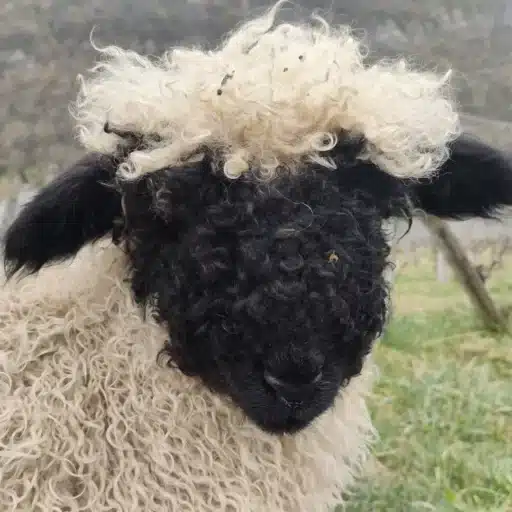 Mouton noir avec de la laine frisée et une tête claire, se tenant dans un champ.
