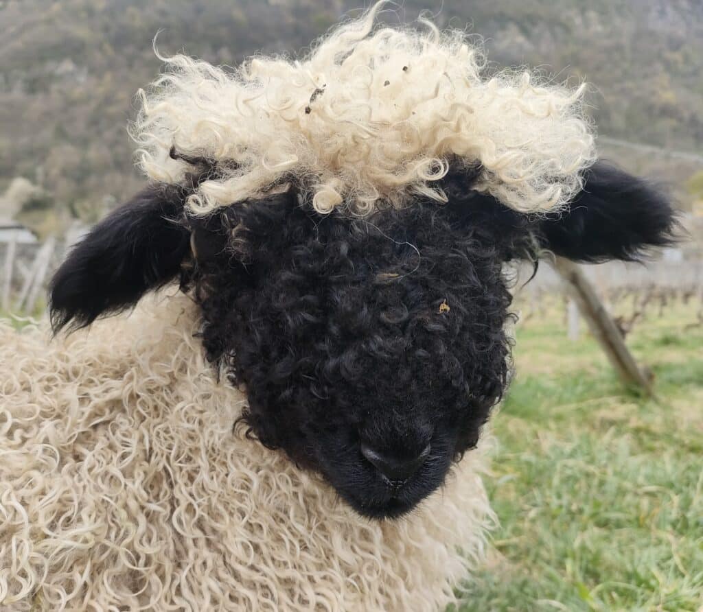 Mouton noir avec de la laine frisée et une tête claire, se tenant dans un champ.