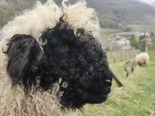 Mouton avec une tête noire et une laine bouclée, vu de profil dans un champ.