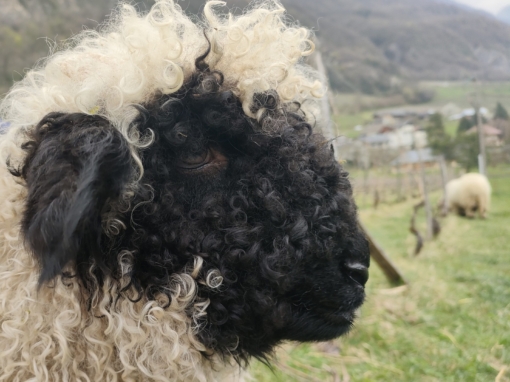 Mouton avec une tête noire et une laine bouclée, vu de profil dans un champ.