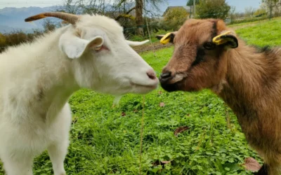 De l’origine à Aujourd’hui