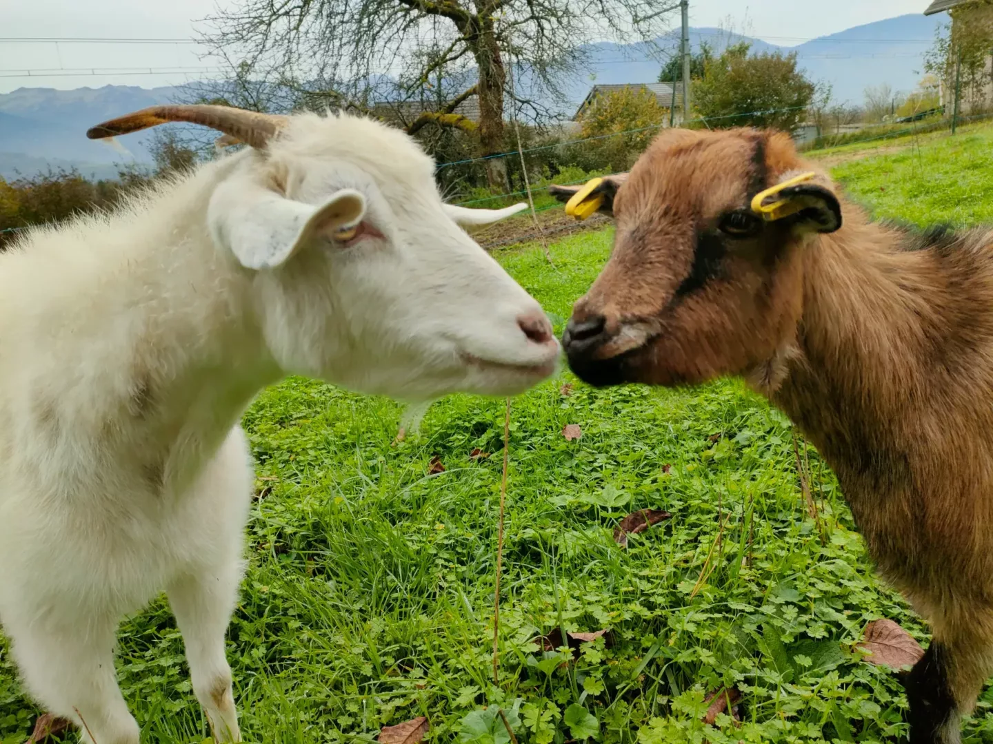 Deux chèvres, l’une blanche et l’autre marron, se touchent le museau dans un pré vert; ferme pédagogique Les Fées Noumènes, Sainte-Hélène-du-Lac, Savoie.